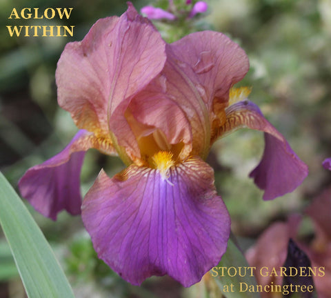 Iris Aglow Within