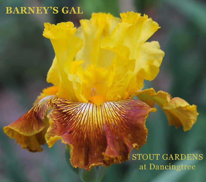 Iris Barney's Gal