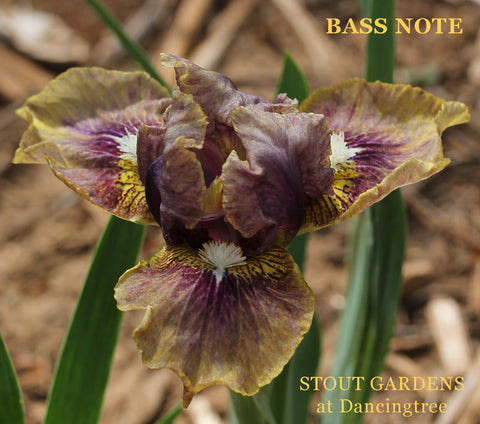 Iris Bass Note