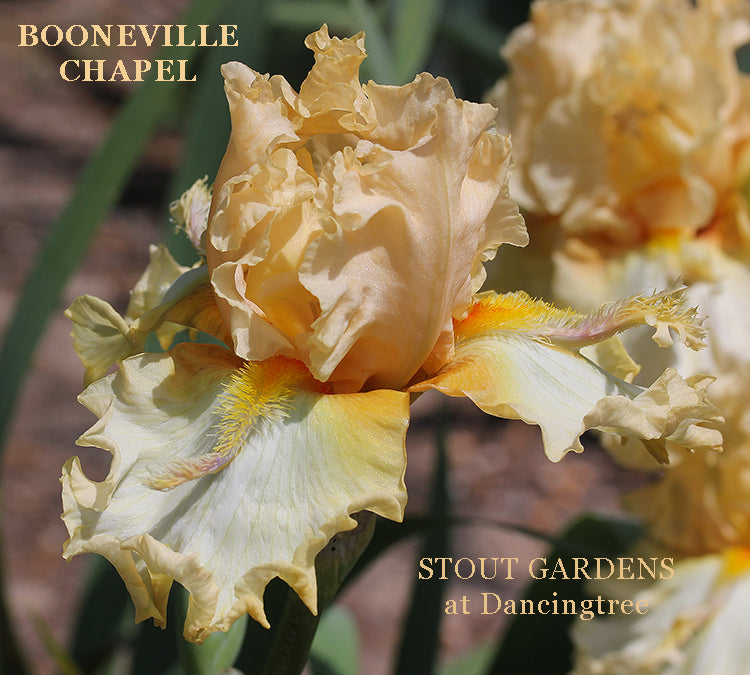 Iris Booneville Chapel