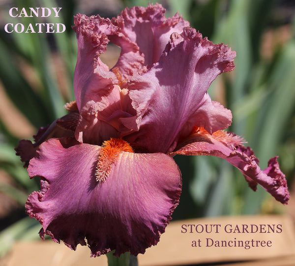 Iris Candy Coated