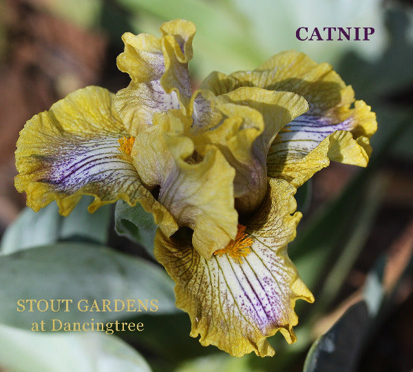 Iris Catnip