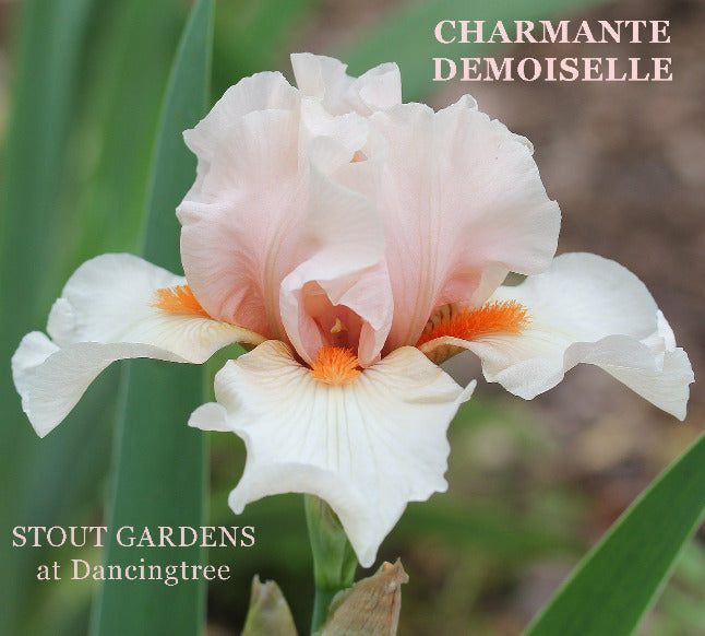 Iris Charmante Demoiselle