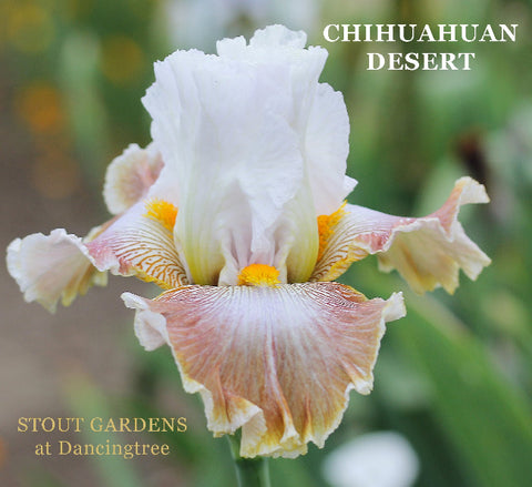 Iris Chihuahuan Desert