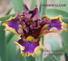 Iris Codswallop