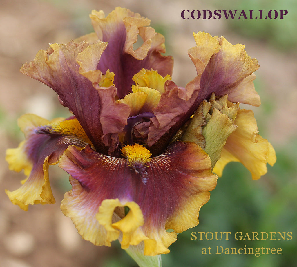 Iris Codswallop