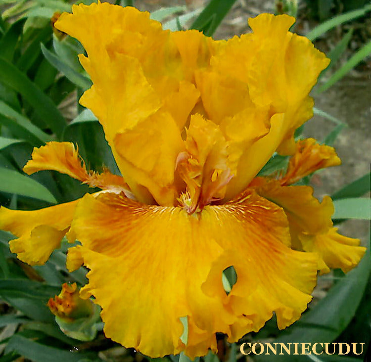 Iris Conniecudu