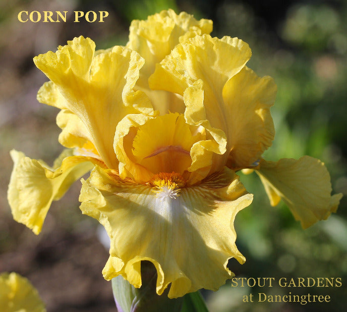 Iris Corn Pop