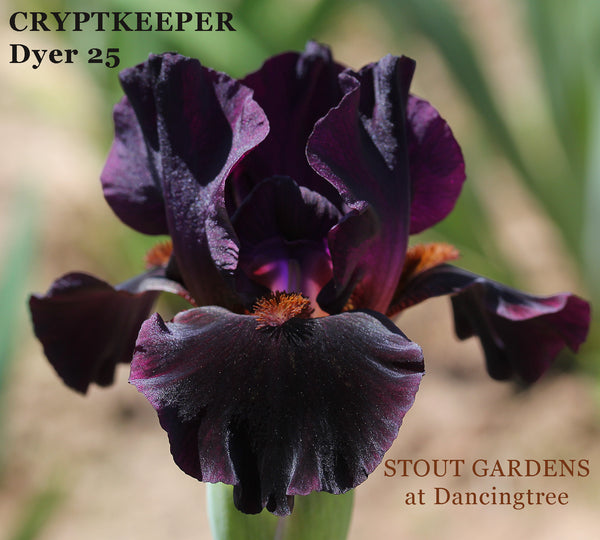 Iris Cryptkeeper