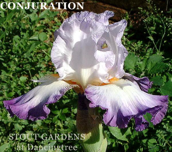 Iris Conjuration