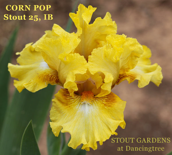 Iris Corn Pop