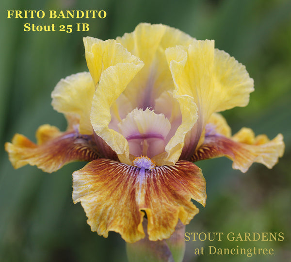 Iris Frito Bandito