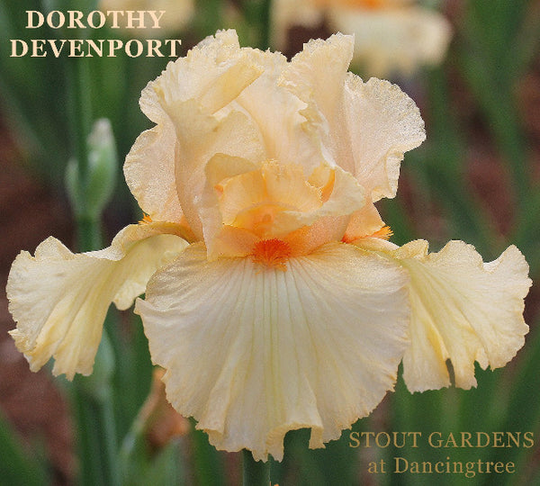 Iris Dorothy Devenport