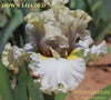 Iris Down Loaded