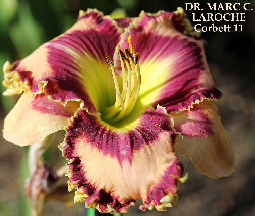 Daylily Dr. Marc C. Laroche