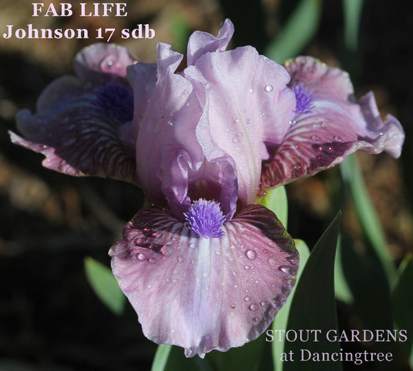 Iris Fab Life