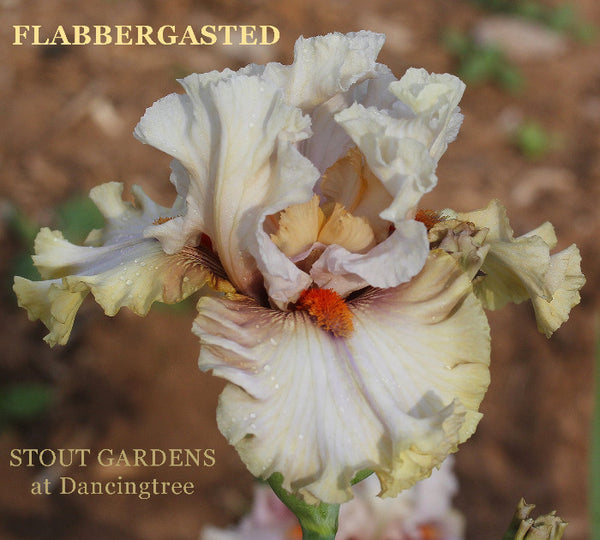 Iris Flabbergasted