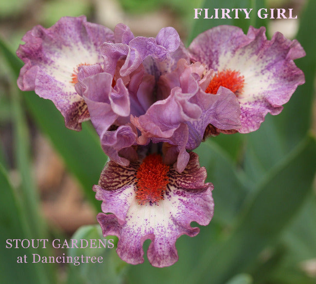 Iris Flirty Girl