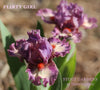 Iris Flirty Girl