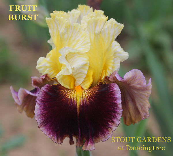 Iris Fruit Burst