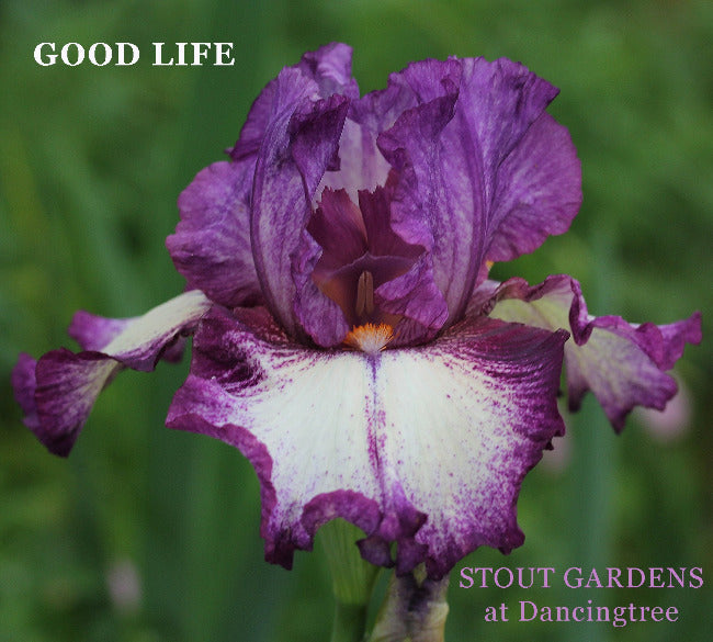 Iris Good Life