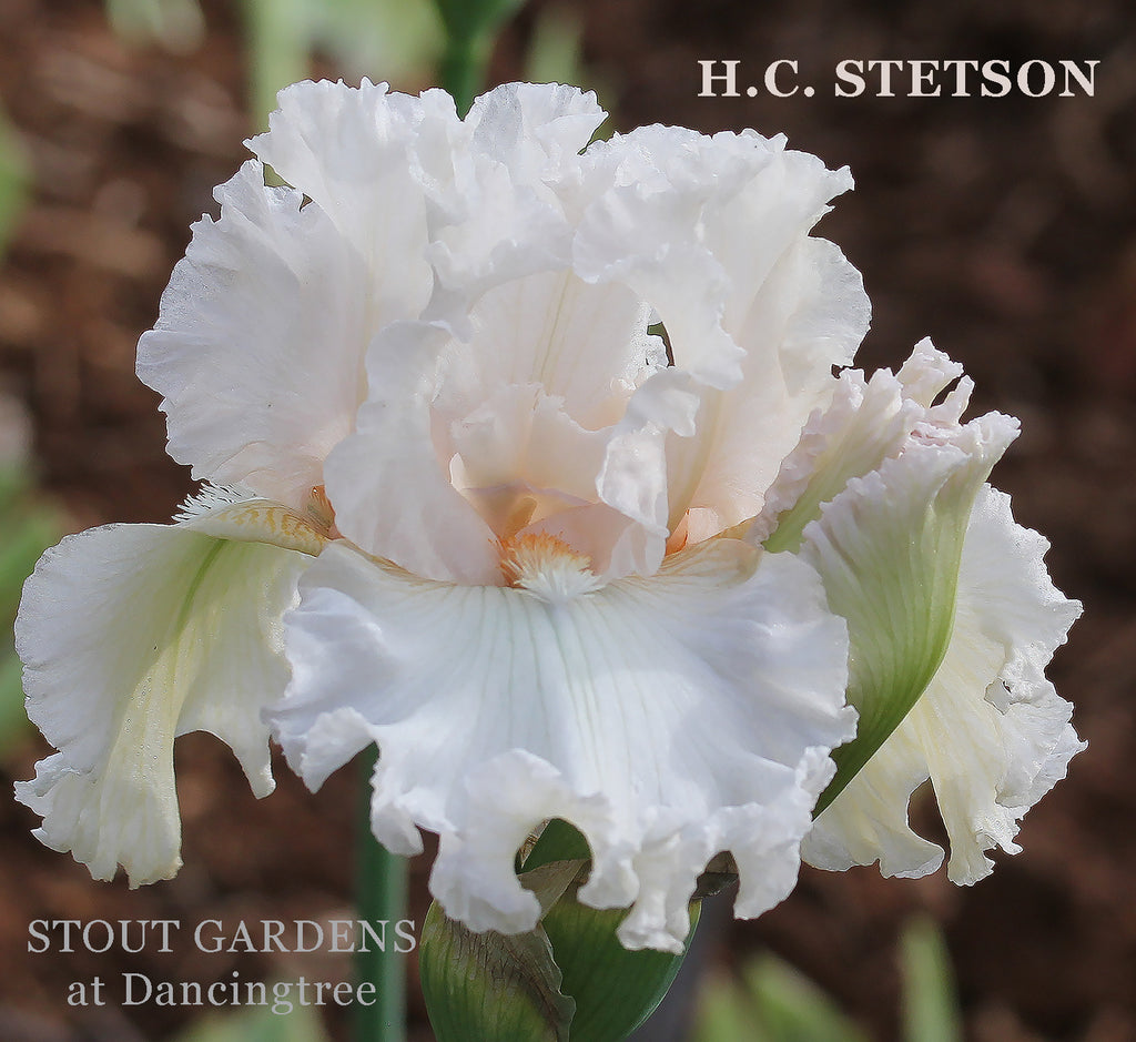 Iris H. C. Stetson