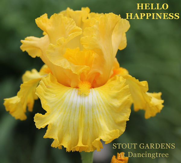 Iris Hello Happiness