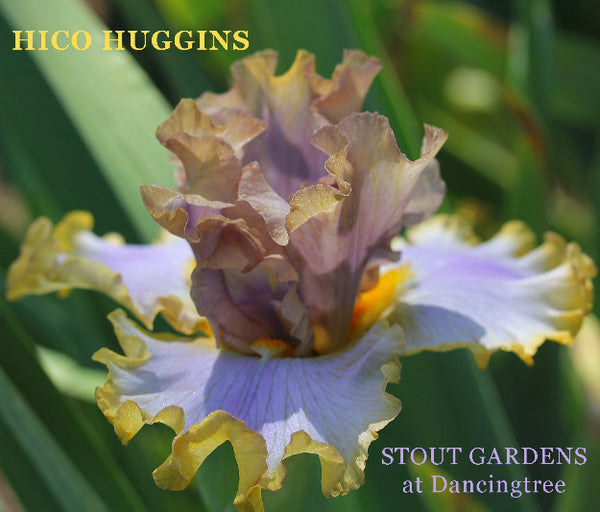 Iris Hico Huggins