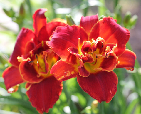 Daylily Highland Lord