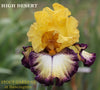 Iris High Desert