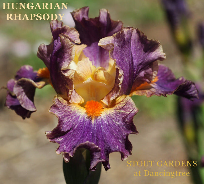 Iris Hungarian Rhapsody