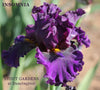 Iris Insomnia