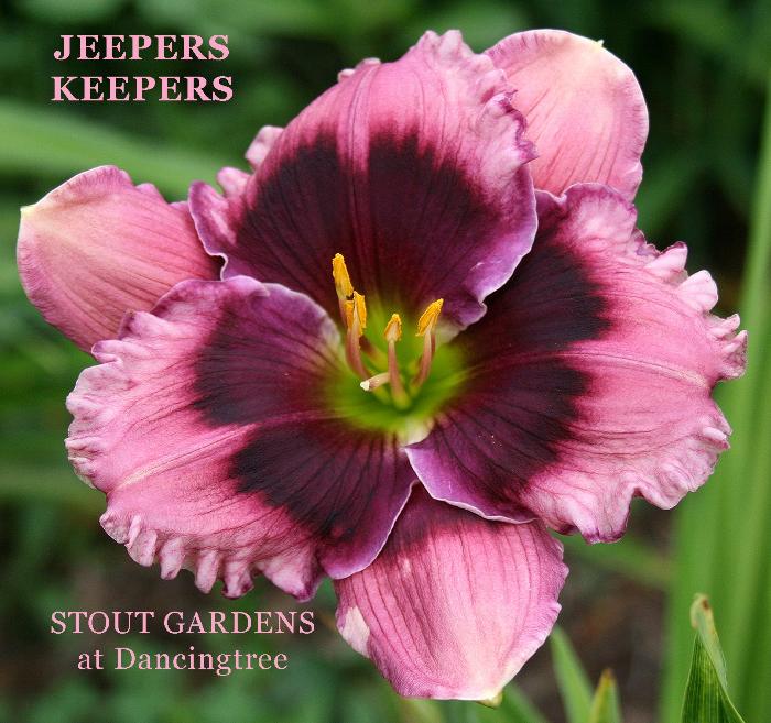 Daylily Jeepers Keepers