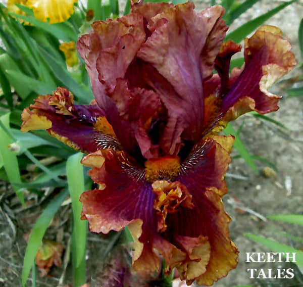 Iris Keeth Tales