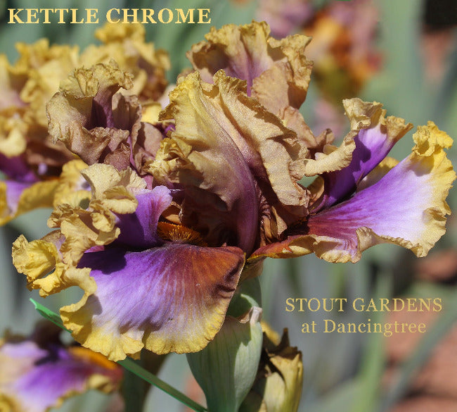 Iris Kettle Chrome