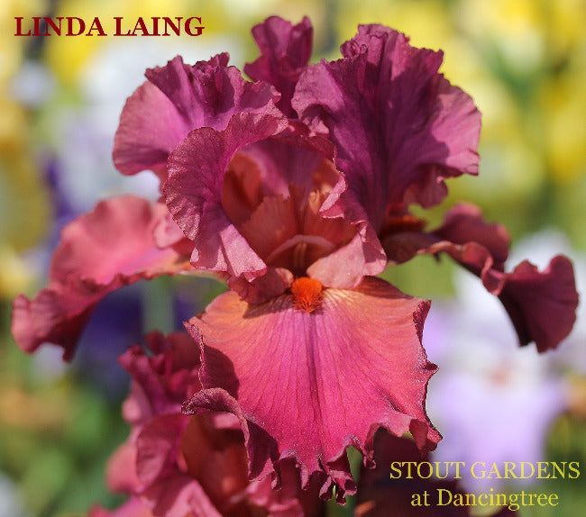 Iris Linda Laing