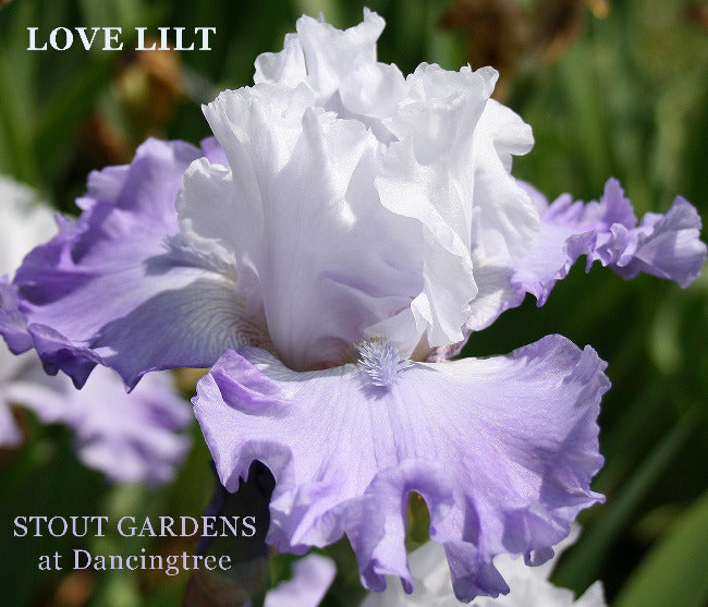 Iris Love Lilt