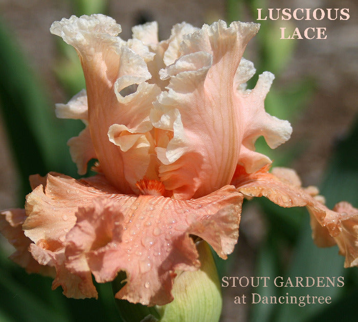 Iris Luscious Lace