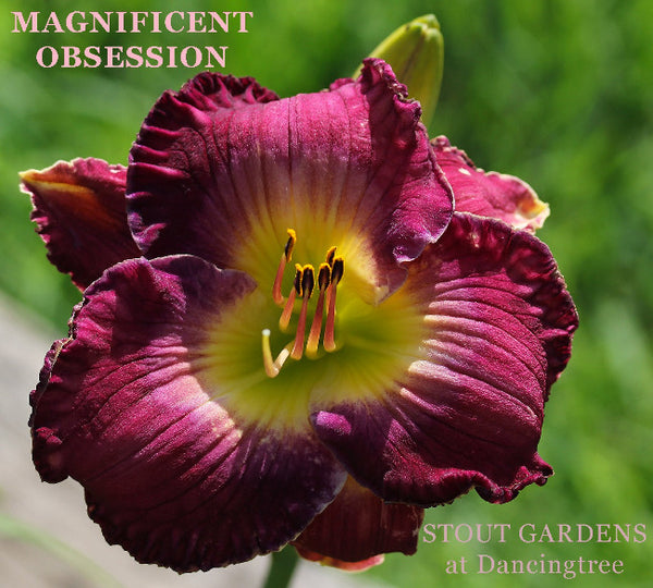 Daylily Magnificent Obsession