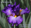 Iris Mystic Wind