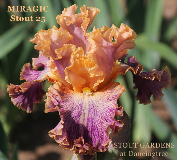 Iris Miragic