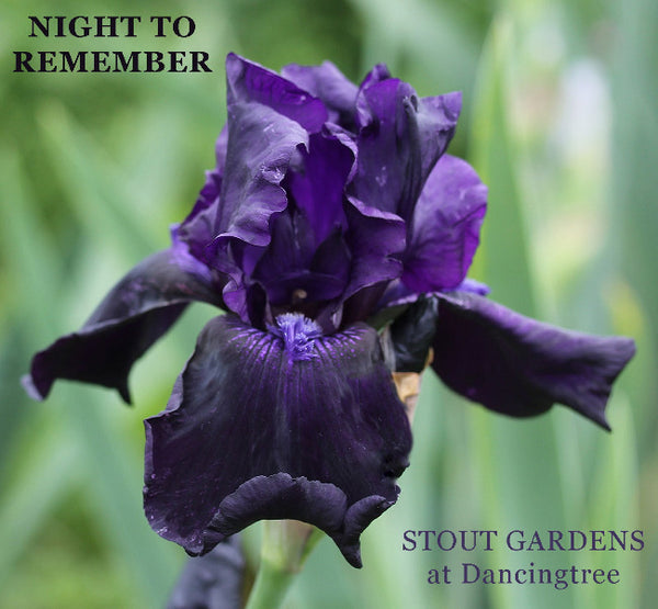 Iris Night To Remember