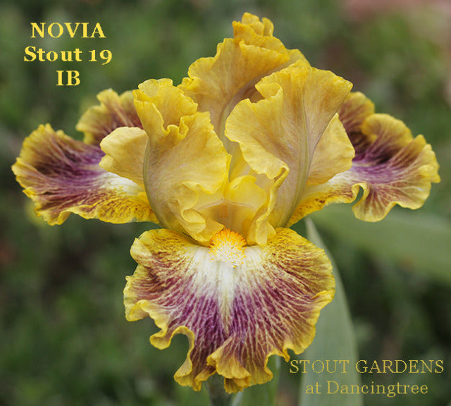 Iris Novia