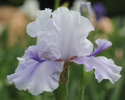 Iris Oasis Kelly