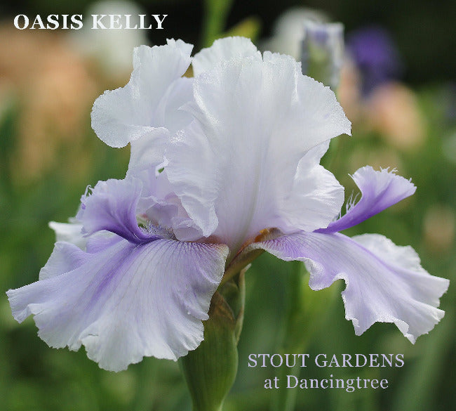 Iris Oasis Kelly