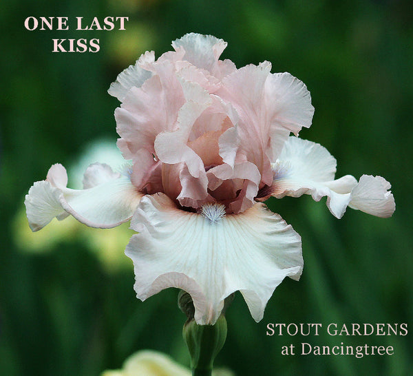 Iris One Last Kiss