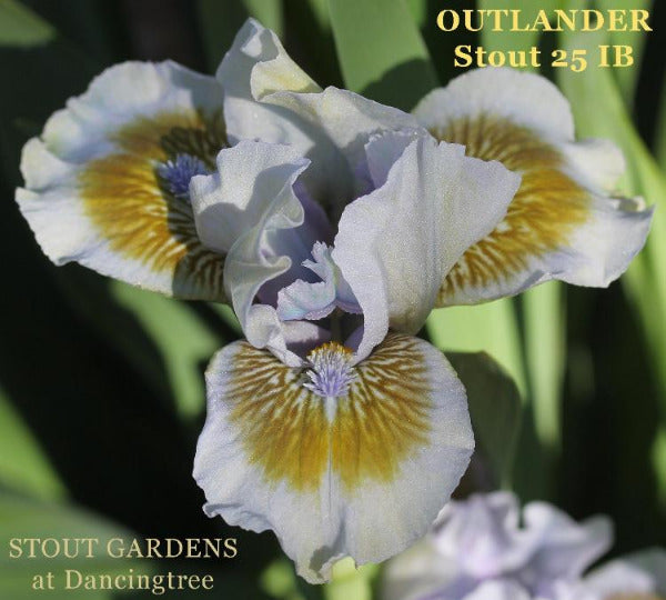 Iris Outlander