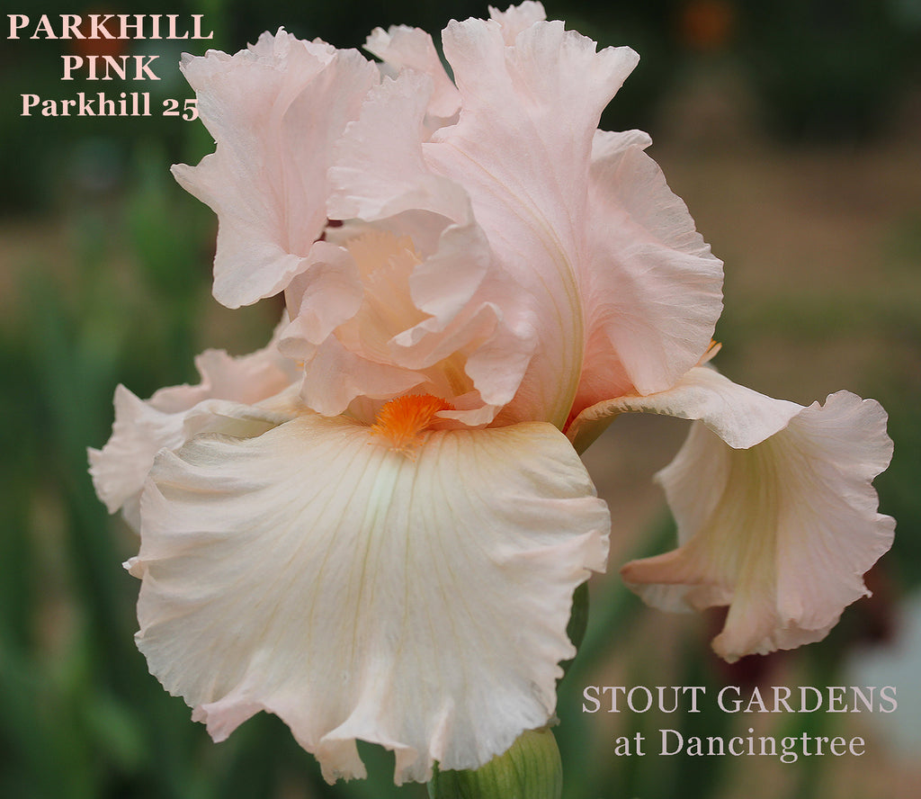 Iris Parkhill Pink