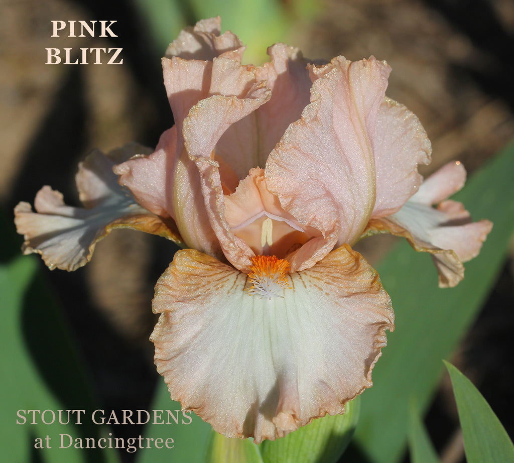 Iris Pink Blitz