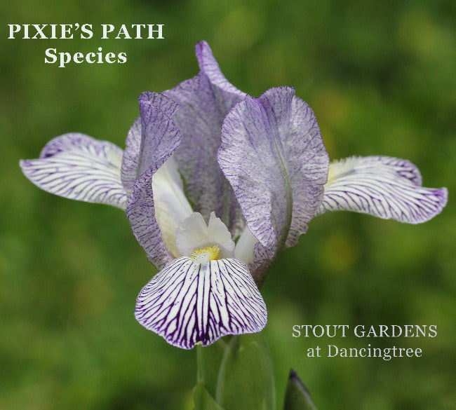 Iris Pixie's Path